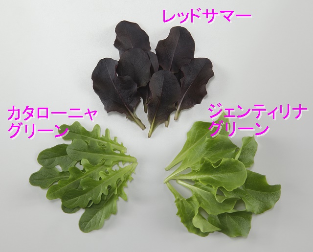 最安値に挑戦 グリーンリーフレタスノーチップ 野菜の種 レタスの種 Lコート