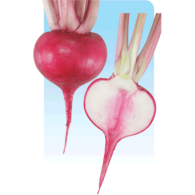 野菜の種 種子 本紅赤丸蕪・カブ 15ml（メール便発送）タキイ種苗