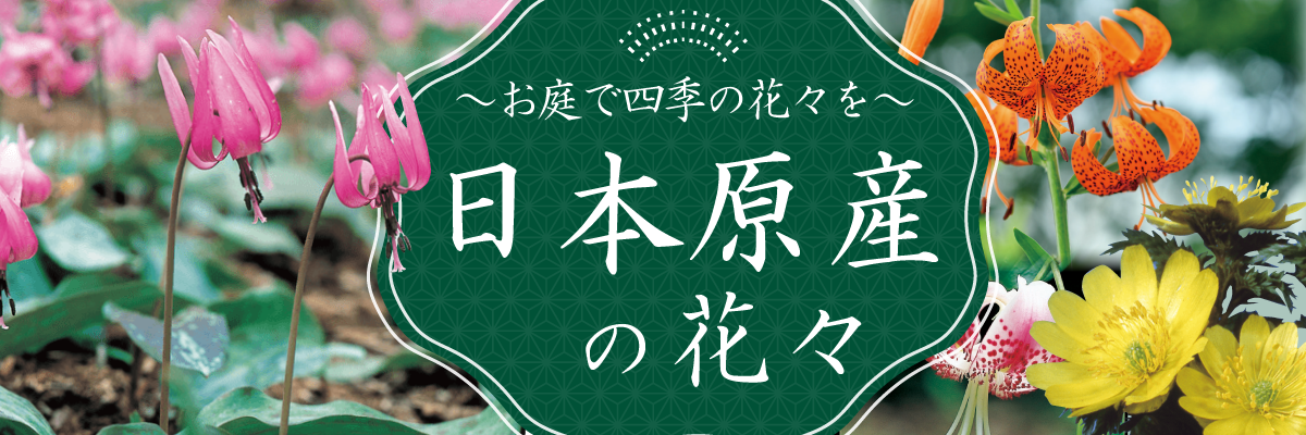 大和農園オンラインショップ 日本原産の花々 日本の四季を彩ってきた花々を愛でる