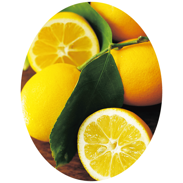 www.haoming.jp - マイヤーレモンのマイヤーレモンの苗木 2株 価格比較