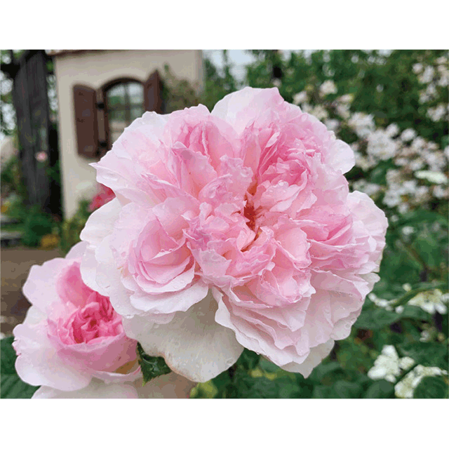 花木苗の商品一覧 大和農園オンラインショップ