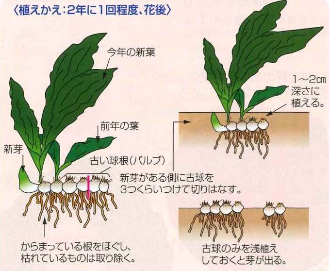 大和農園オンラインショップ