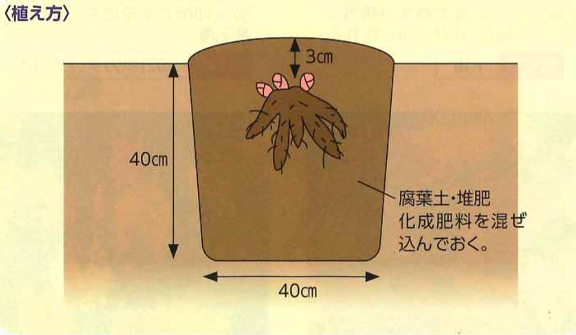 大和農園オンラインショップ