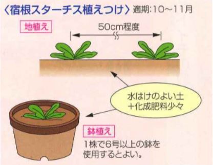 大和農園オンラインショップ