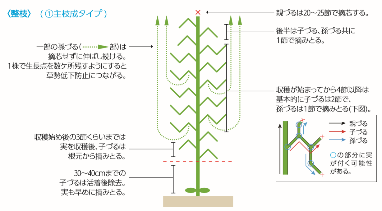 きゅうりの育て方_1