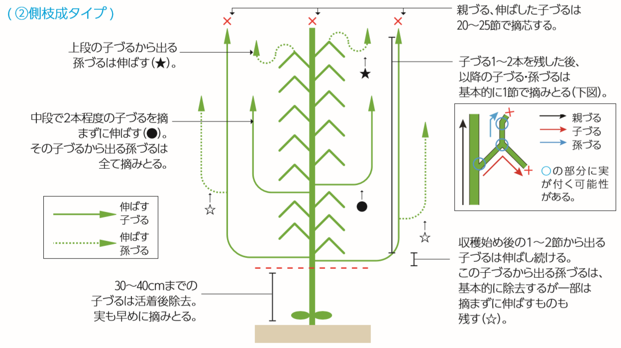 きゅうりの育て方_2