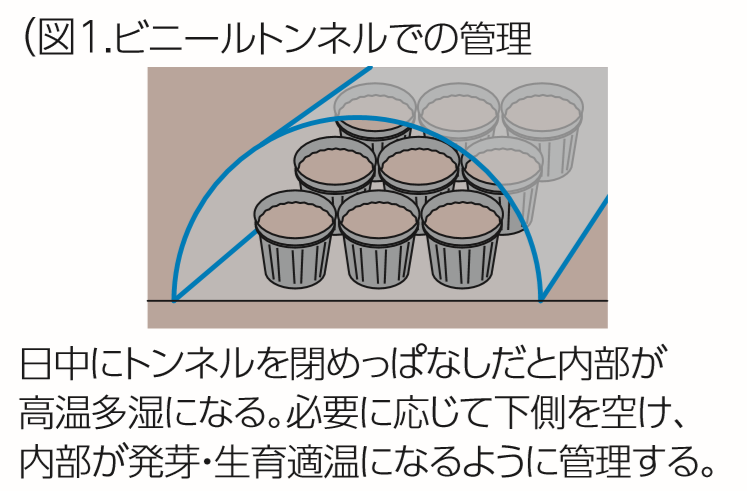 果菜類のタネまき・育苗のポイント_1