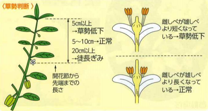 大和農園オンラインショップ