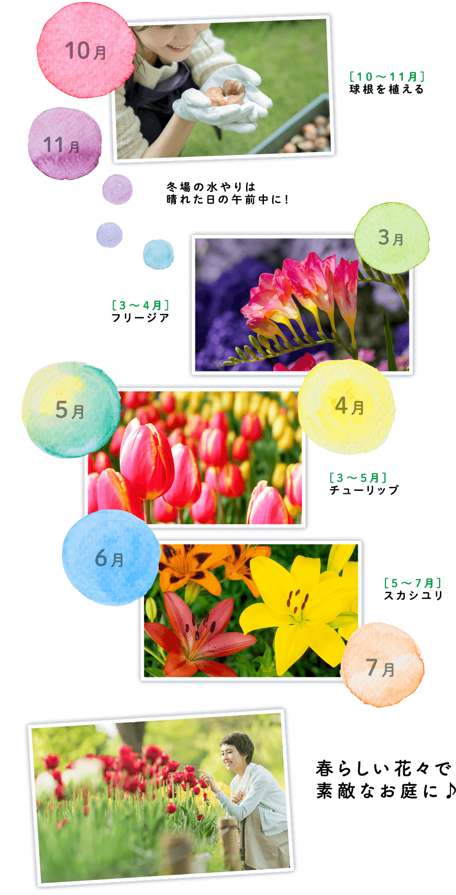 [10～11月]球根を植える 冬場の水やりは晴れた日の午前中に！[3～4月]フリージア[3～5月]チューリップ[5?７月]スカシユリ 春らしい花々で素敵なお庭に♪