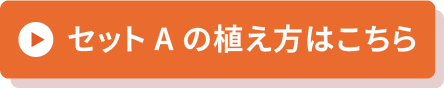 セットAの植え方はこちら