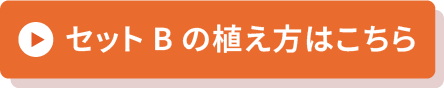 セットBの植え方はこちら