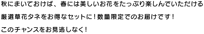 秋にまいておけば、春には美しいお花をたっぷり楽しんでいただける厳選草花タネをお得なセットに！数量限定でのお届けです！ このチャンスをお見逃しなく！