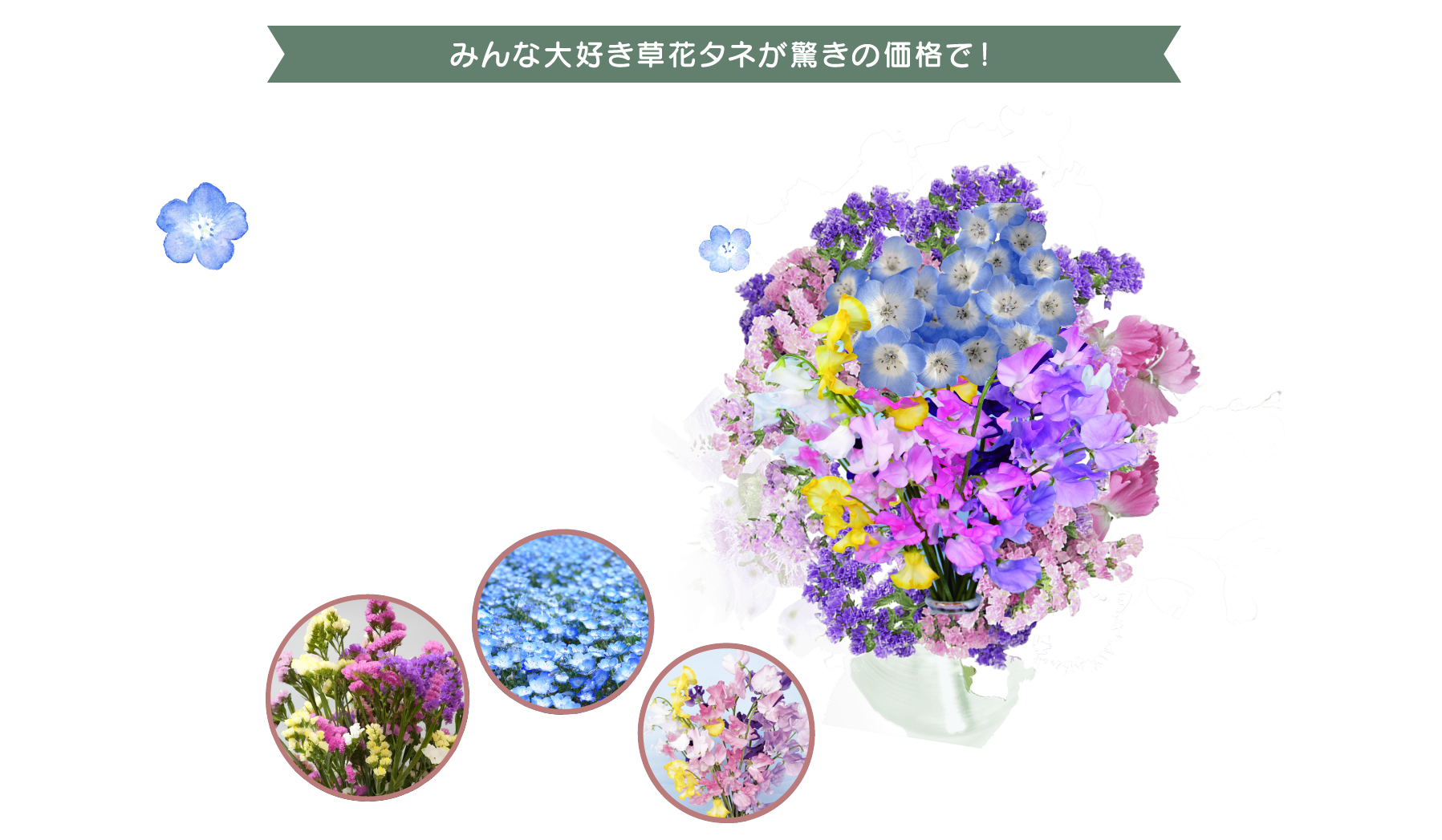 みんな大好き草花タネが驚きの価格で！