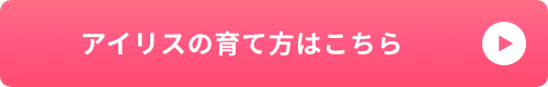 アイリスの育て方はこちら