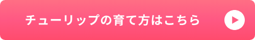 チューリップの育て方はこちら