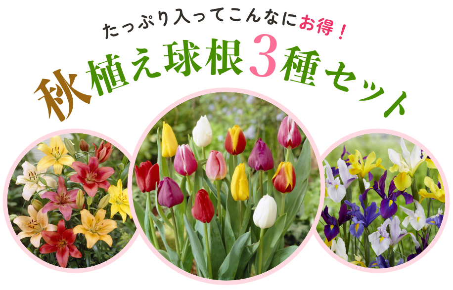 お得な秋まき　草花のタネ３種セット