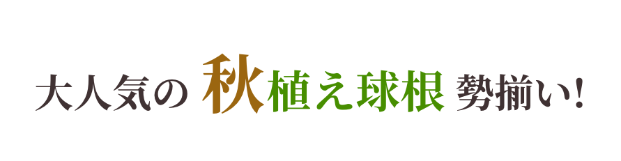 大人気の秋植え球根勢揃い！