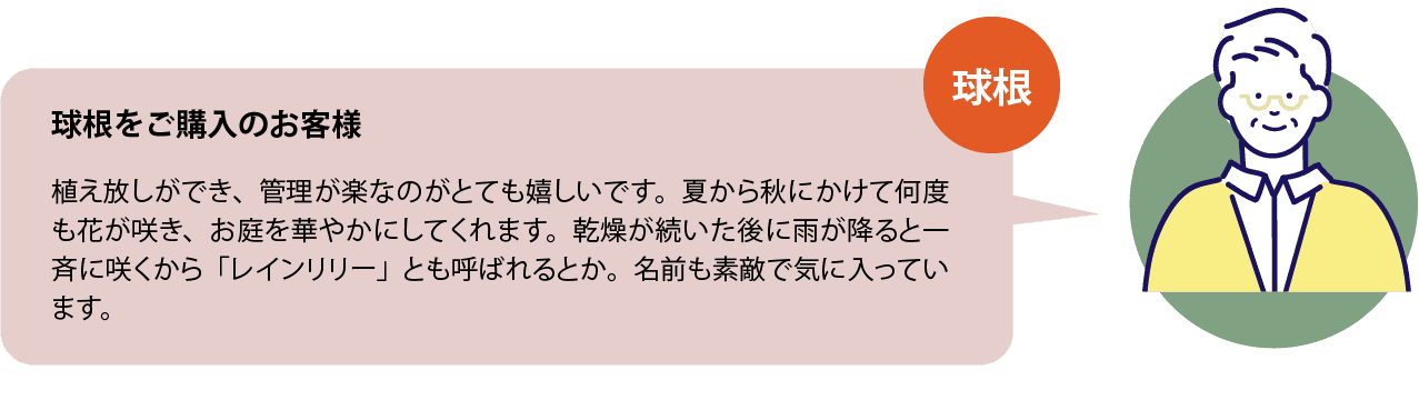 球根をご購入のお客様 植え放しができ、管理が楽なのがとても嬉しいです。夏から秋にかけて何度も花が咲き、お庭を華やかにしてくれます。乾燥が続いた後に雨が降ると一斉に咲くから「レインリリー」とも呼ばれるとか。名前も素敵で気に入っています。