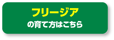 フリージアの育て方はこちら