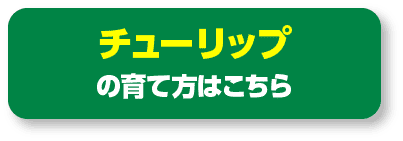 チューリップの育て方はこちら