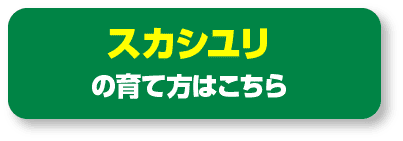 スカシユリの育て方はこちら