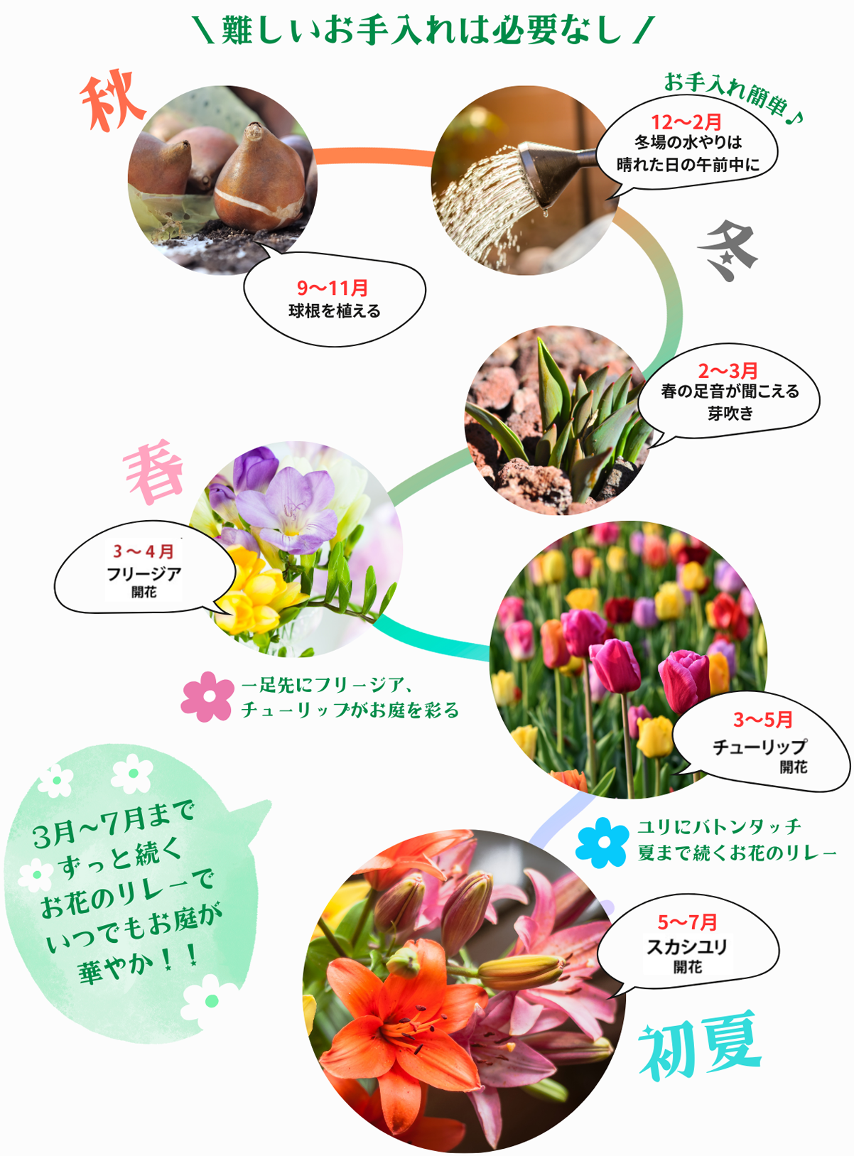 栽培スケジュール図