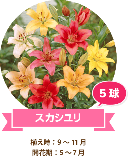 スカシユリ