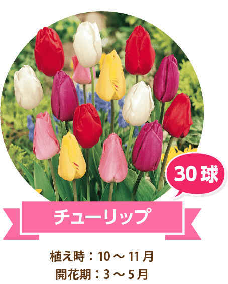 チューリップ