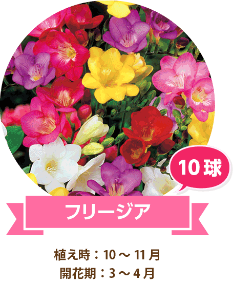 フリージア