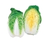 野菜苗