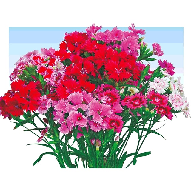 草花種子