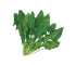 野菜種子