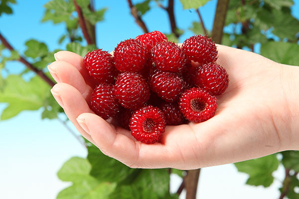 ラズベリーの実