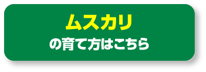 ムスカリの育て方はこちら