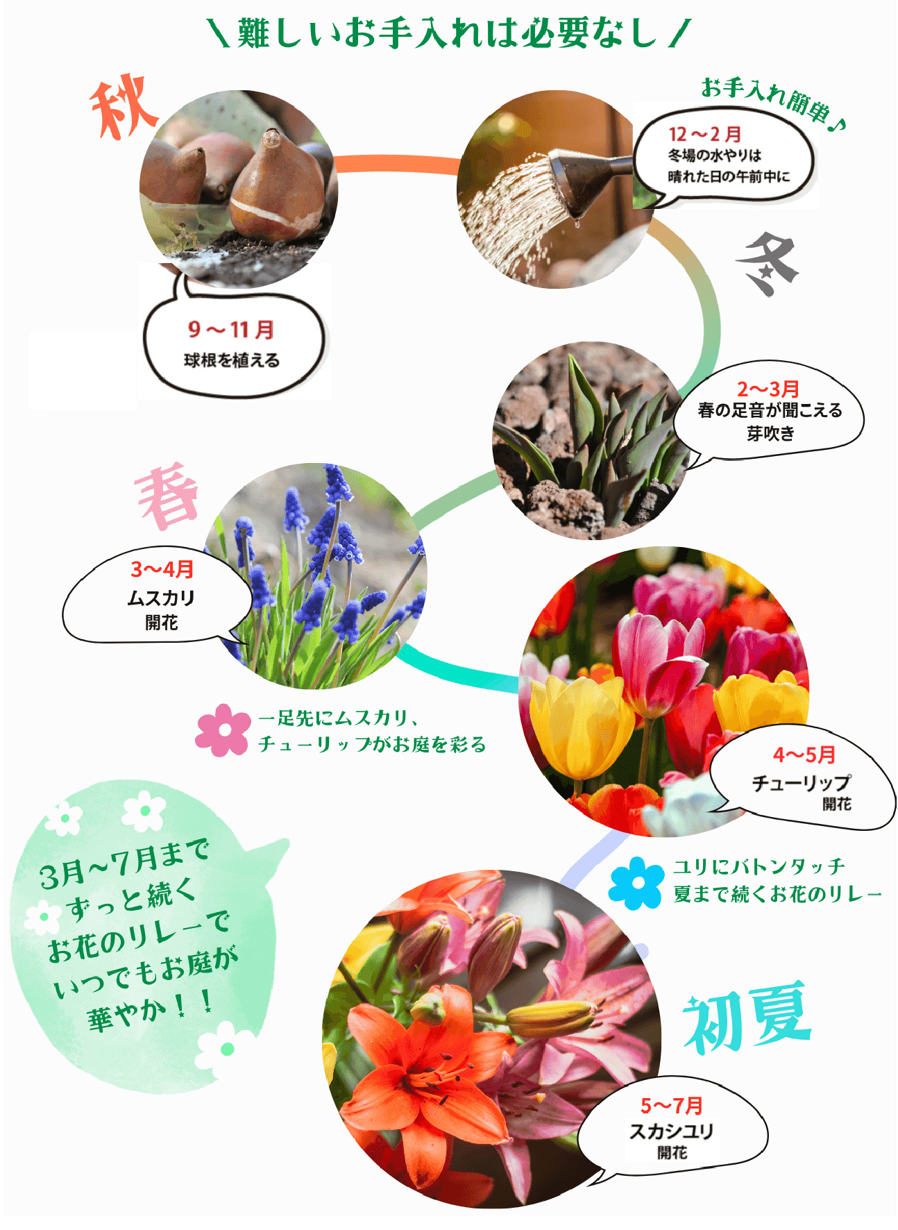 栽培スケジュール図