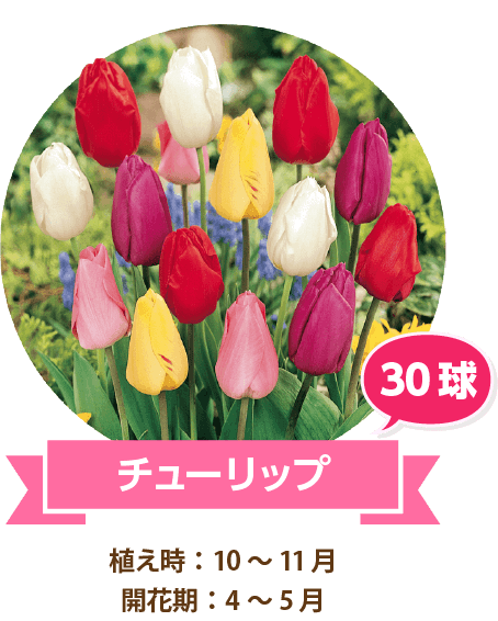 チューリップ