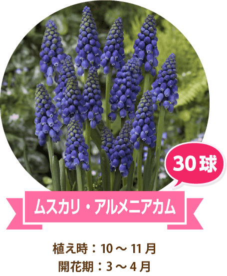ムスカリ